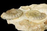 Plate with Ammonite (Acanthopleuroeras) Fossils - Dorset, England #129419-2